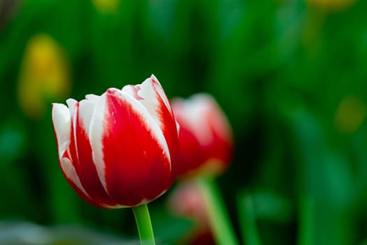 white and red tulip with green blurry background in a flower park in Asia