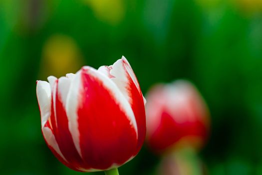 white and red tulip with green blurry background in a flower park in Asia