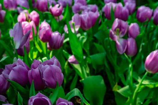 Bed of purple pink flowers on a green background in a flower garden in Singapore