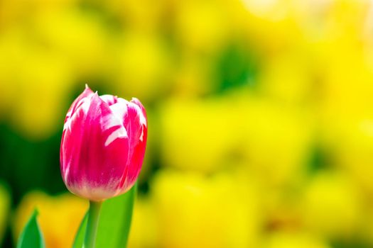 Isolated pink purple flower with a very soft yellow background in a flower garden