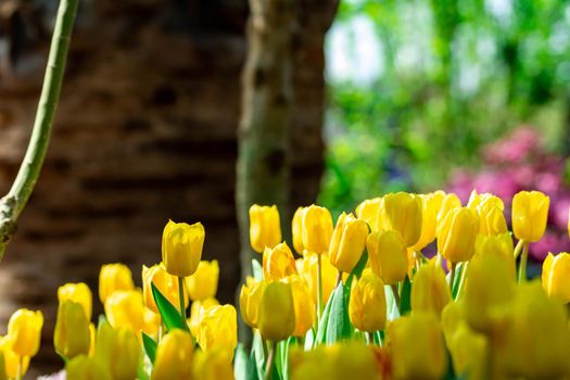 Bed of yellow tulips in a flower garden in Asia