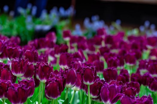 Bed of purple flowers in a flower garden with green soft blurry background