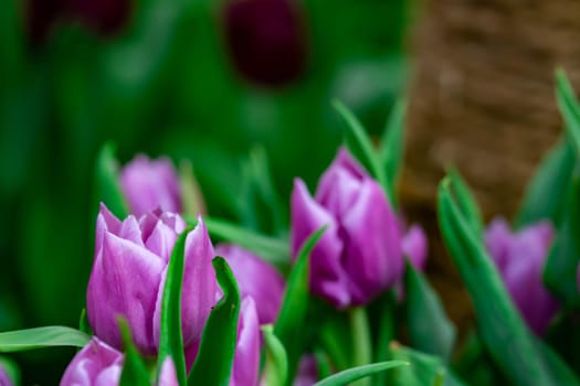 Purple tulips with green background in a flower garden in Singapore