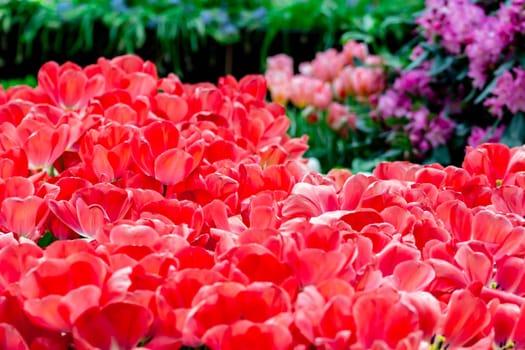 Red tulips with green blurry background in a flower garden in Singapore