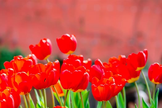 Red tulips with green blurry background in a flower garden in Singapore