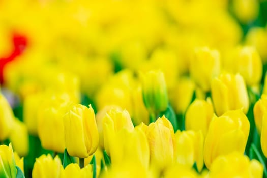 Yellow tulips with green blurry background in a flower garden in Singapore