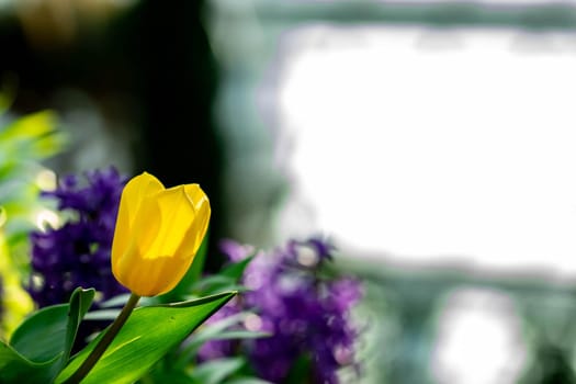 Yellow tulips with green blurry background in a flower garden in Singapore