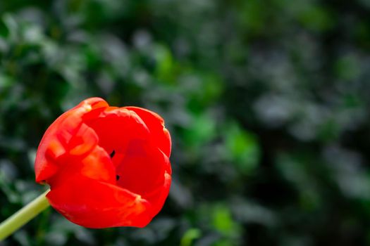 Red tulips with green blurry background in a flower garden in Singapore