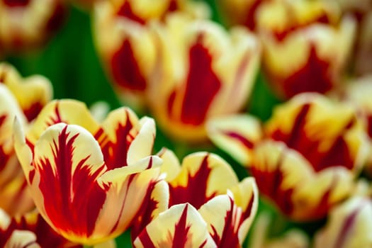 Red tulips with green blurry background in a flower garden in Singapore