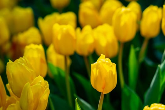 Yellow tulips with green blurry background in a flower garden in Singapore