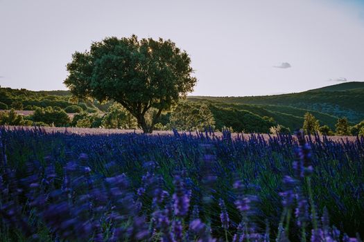 Ardeche lavender fields in the south of France during sunset, Lavender fields in Ardeche in southeast France.Europe