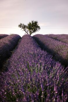 Valensole Plateau, Provence, Southern France. Lavender field at sunset. Provence