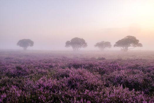 Blooming Heather fields, purple pink heather in bloom, blooming heater on the Veluwe Zuiderheide park , Netherlands. Holland