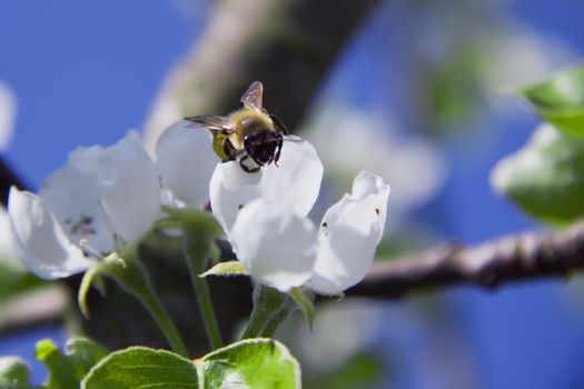 blue skies ,spring garden , spread its wings bee sitting on a flower petal