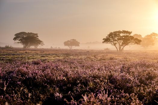 Blooming Heather fields, purple pink heather in bloom, blooming heater on the Veluwe Zuiderheide park , Netherlands. Holland