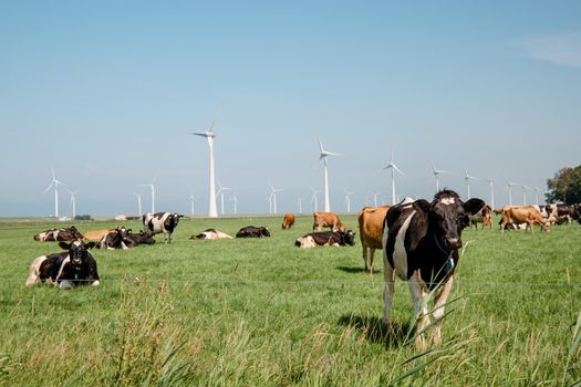 Dutch Brown and White cows mixed with black and white cows in the green meadow grassland, Urk Netherlands Europe