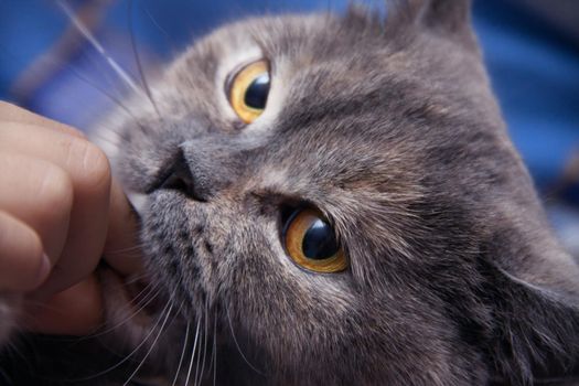portrait of the British cat which bites a man's finger