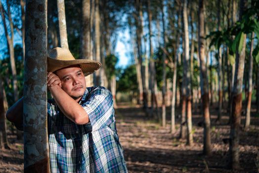 Asian man farmer agriculturist unhappy from low yield productivity at rubber tree plantation with Rubber tree in row natural latex is agriculture harvesting natural rubber for industry in Thailand
