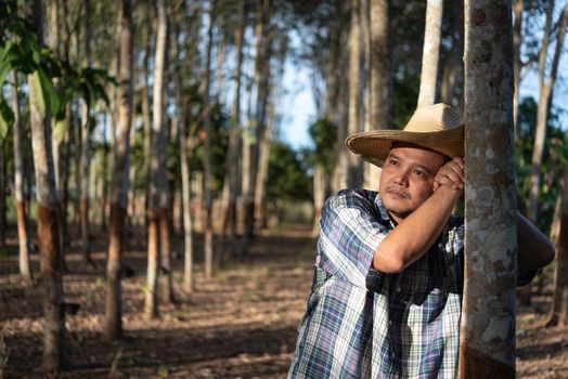 Asian man farmer agriculturist unhappy from low yield productivity at rubber tree plantation with Rubber tree in row natural latex is agriculture harvesting natural rubber for industry in Thailand