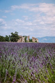 Valensole Plateau, Provence, Southern France. Lavender field at sunset. Provence