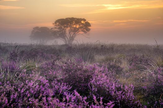 Blooming heather field in the Netherlands near Hilversum Veluwe Zuiderheide, blooming pink purple heather fields in the morniong with mist and fog during sunrise Netherlands Europe