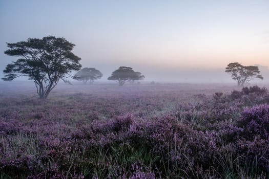 Blooming heather in the Netherlands,Sunny foggy Sunrise over the pink purple hills at Westerheid park Netherlands, blooming Heather fields in the Netherlands during Sunrise . Holland Europe