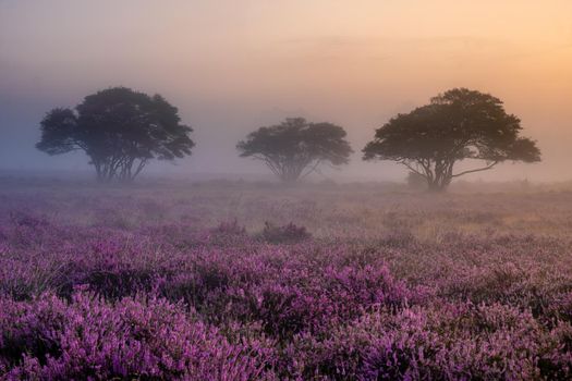 Blooming heather field in the Netherlands near Hilversum Veluwe Zuiderheide, blooming pink purple heather fields in the morniong with mist and fog during sunrise Netherlands Europe