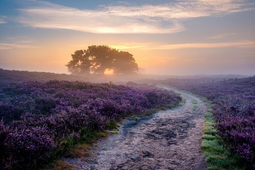 Blooming Heather fields, purple pink heather in bloom, blooming heater on the Veluwe Zuiderheide park , Netherlands. Holland