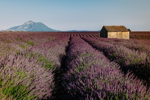 Valensole Plateau, Provence, Southern France. Lavender field at sunset. Provence