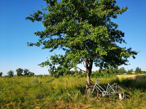 Summer village landscape. A blue bike is parked near a tree in a field.