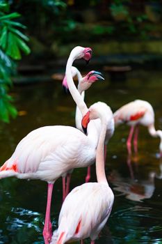 Flock of pink flamingos in the zoo pond.