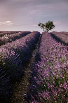 Valensole Plateau, Provence, Southern France. Lavender field at sunset. Provence