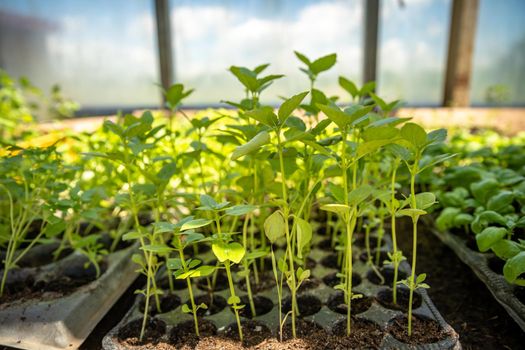 vegetable seedlings in a box in a greenhouse bio.