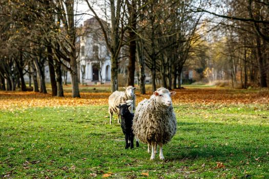 Sheep in the field. Autumn forest and old house on the background