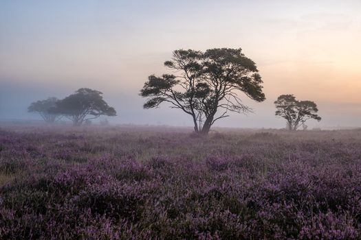 Blooming Heather fields, purple pink heather in bloom, blooming heater on the Veluwe Zuiderheide park , Netherlands. Holland