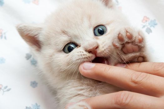 kitten lying on his back and bites his finger