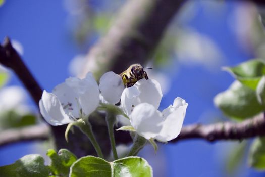 spring garden , blue sky, spreading wings bee sitting on a flower petal