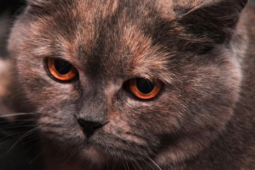 large expressive eyes of a British cat, portrait