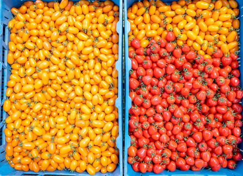 freshly picked yellow and red tomatoes in a crate.