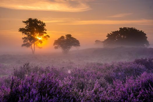 Blooming heather field in the Netherlands near Hilversum Veluwe Zuiderheide, blooming pink purple heather fields in the morniong with mist and fog during sunrise Netherlands Europe