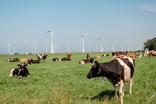 Dutch Brown and White cows mixed with black and white cows in the green meadow grassland, Urk Netherlands Europe