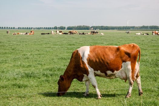 Dutch Brown and White cows mixed with black and white cows in the green meadow grassland, Urk Netherlands Europe
