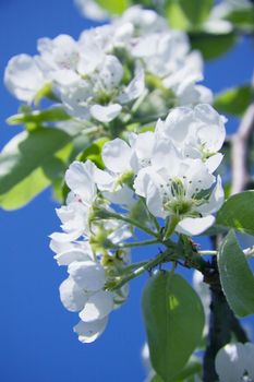 the cherry tree branch beautiful blooms of delicate white flowers