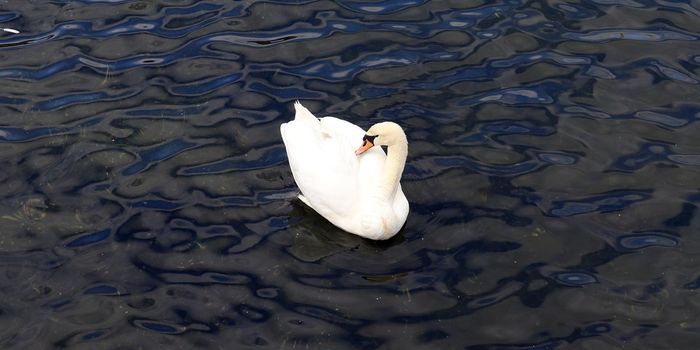 White swans on rippled blue water