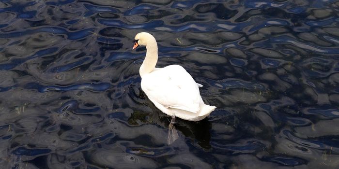 White swans on rippled blue water