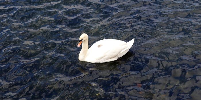 White swans on rippled blue water