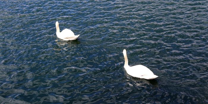 White swans on rippled blue water