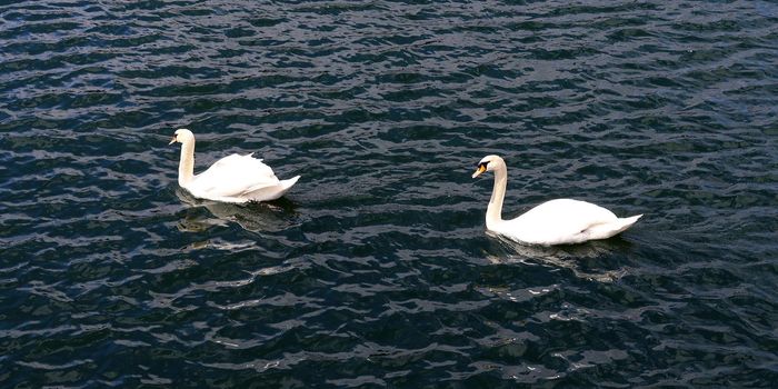 White swans on rippled blue water