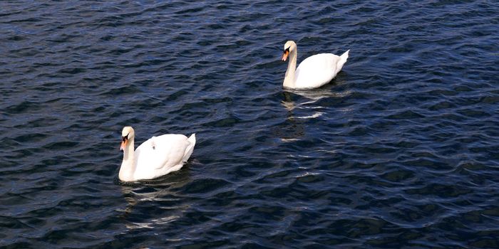 White swans on rippled blue water