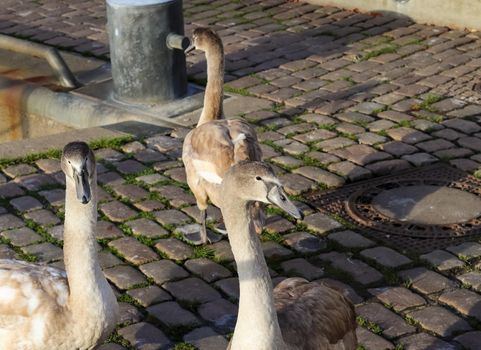 Swan walking on a cobblestone path close to the water in a port